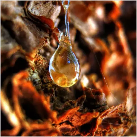 Baltazar Black Label (concentrado)